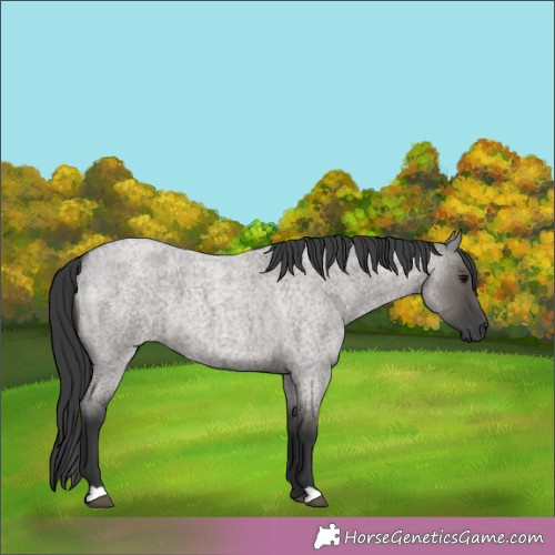 Horse Color:Grullo Roan 