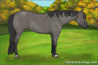 Horse Color:Grullo Roan