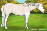 Horse Color:Cremello Splash 