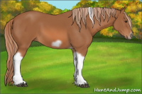 Horse Color:Chestnut Tobiano Frame