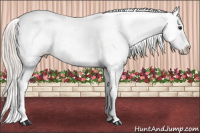 Horse Color:Silver Brown Appaloosa