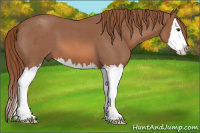 Horse Color:Red Roan Sabino Splash