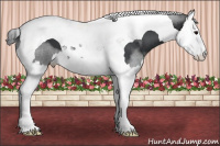 Horse Color:Black Splash Tobiano