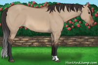 Horse Color:Bay Dun