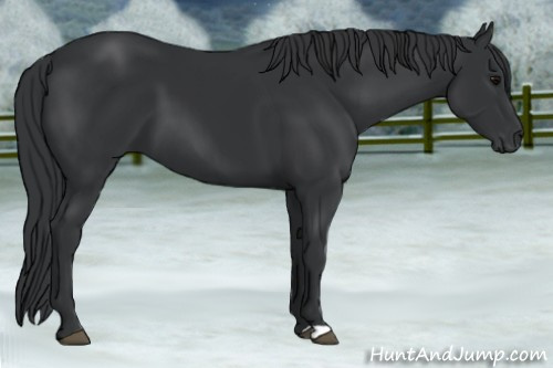 Horse Color: Brown 