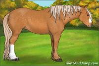 Horse Color:Chocolate Palomino 