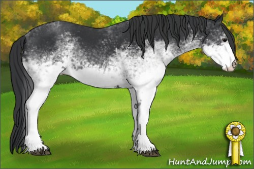 Horse Color: White Spotted Black 