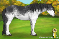 Horse Color:White Spotted Black