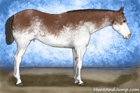 Horse Color:White Spotted Bay 