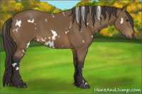 Horse Color:White Spotted Buckskin