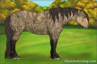 Horse Color:Buckskin Ice Dun 