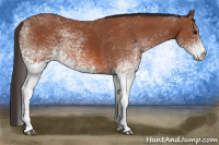 Horse Color:White Spotted Bay 