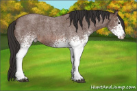 Horse Color:White Spotted Bay Roan