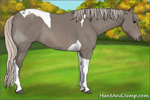 Horse Color: Silver Brown Sabino Tobiano 
