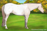 Horse Color:Amber Champagne Roan Appaloosa