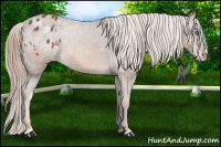 Horse Color:Chestnut Splash Appaloosa 