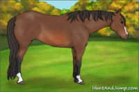 Horse Color:Bay Sabino 