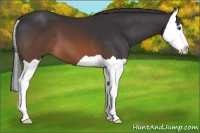 Horse Color:Brown Splash