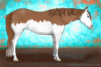 Horse Color:Chestnut Sabino Splash