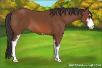 Horse Color:Bay Sabino 