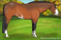 Horse Color:Brown Sabino 