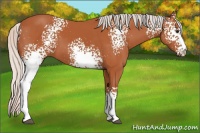 Horse Color:White Spotted Silver Bay 