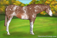 Horse Color:White Spotted Chestnut 