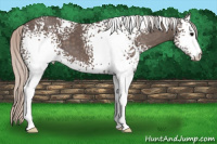 Horse Color:White Spotted Silver Black
