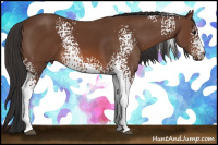 Horse Color:White Spotted Bay 