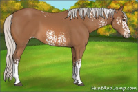 Horse Color:White Spotted Silver Bay 