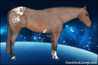 Horse Color:Bay Tobiano Appaloosa 