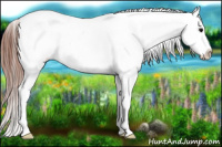 Horse Color:Brown Tobiano Appaloosa