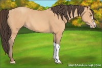 Horse Color:Amber Champagne 
