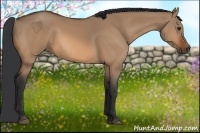 Horse Color:Bay Dun