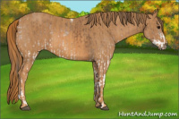 Horse Color:White Spotted Bay Tobiano Rabicano  Brindle