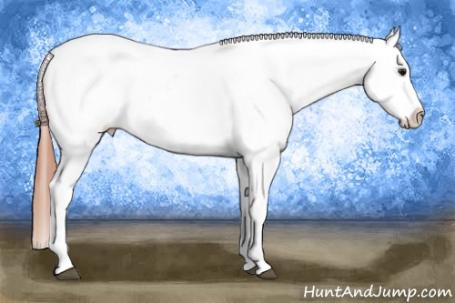 Horse Color: Bay Tobiano Blanket 