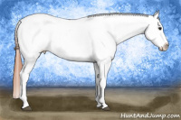 Horse Color:Bay Tobiano Blanket 