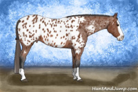 Horse Color:Bay Splash Appaloosa 