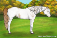 Horse Color:White Spotted Chestnut