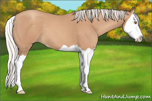 Horse Color: Unknown 