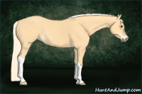 Horse Color:Palomino 