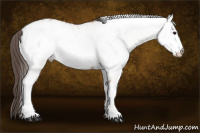 Horse Color:White Spotted Bay Blanket Rabicano 