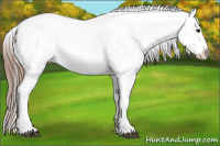 Horse Color:Grullo Tobiano Appaloosa