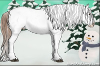 Horse Color:Red Dun Appaloosa 