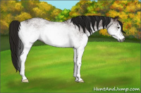 Horse Color:Gray White Spotted Bay 