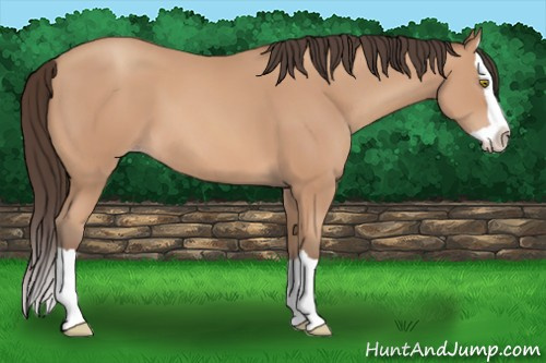 Horse Color: Amber Champagne Splash 