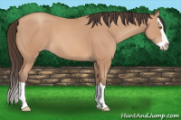 Horse Color:Amber Champagne Splash 