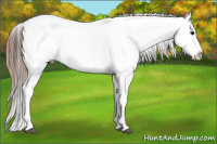Horse Color:White Spotted Grullo Appaloosa 