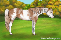 Horse Color:White Spotted Chestnut 