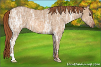 Horse Color:Unknown 